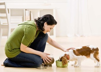 Doggy Daycare Doggy Daycare