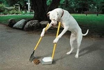 Pet Waste Removal