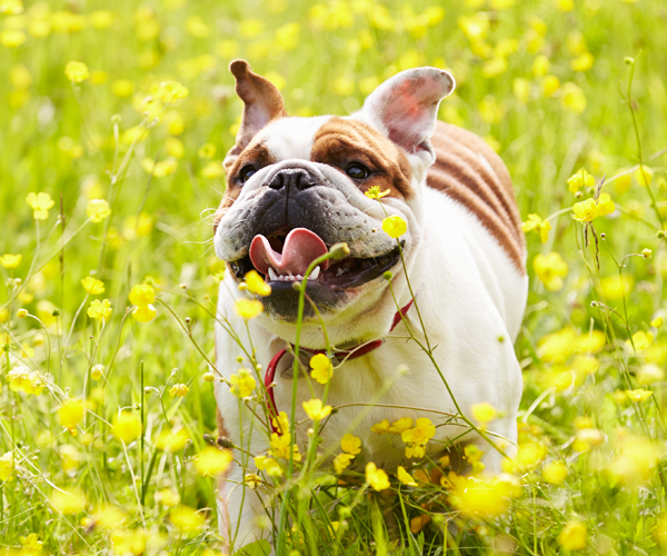 Happy Dog