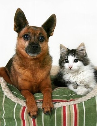 At Home pet Sitting At Home pet Sitting