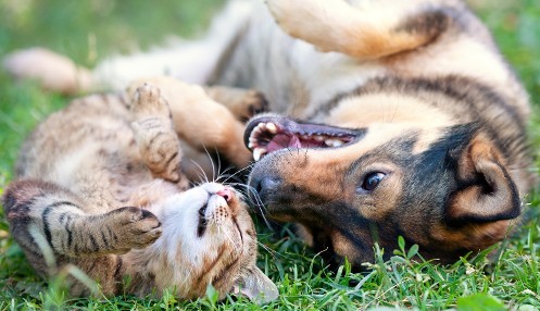 Dog & Cat - Savannah Pet Nanny